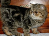 2 chatons Exotic Shorthair disponibles à la vente (LOOF)