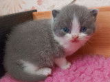 5 chatons British Shorthair LOOF disponibles à la réservation