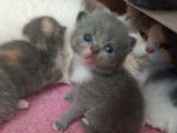 5 chatons British Shorthair LOOF disponibles à la réservation