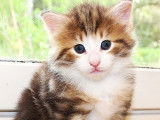 Disponible à la réservation : un chaton Norvégien marron LOOF