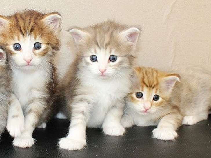 À réserver : 3 chatons Norvégiens (LOOF) mâles