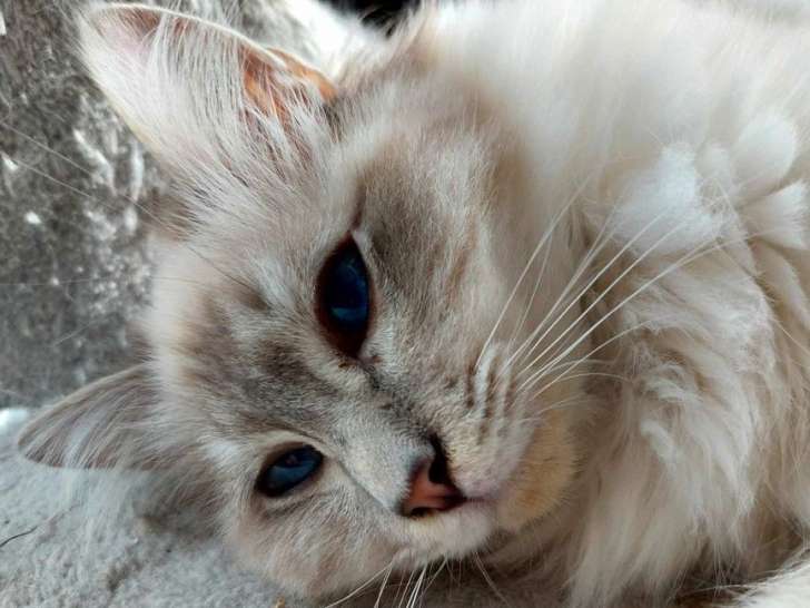 Un chaton mâle Sacré de Birmanie LOOF bleu tabby à vendre