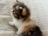 Chatonne British Longhair marron tortie LOOF à réserver
