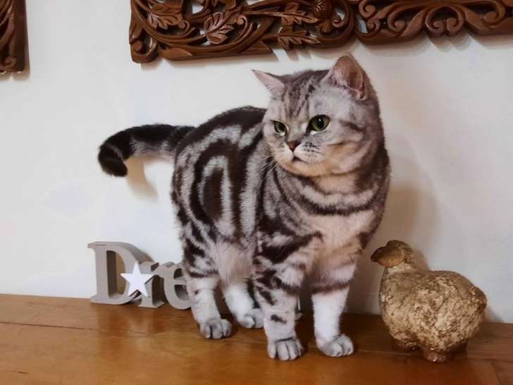 Une chatte British Shorthair LOOF tachetée de 5 ans à vendre