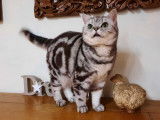 Une chatte British Shorthair LOOF tachetée de 5 ans à vendre