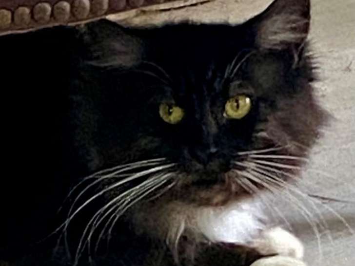 Chatte Maine Coon de 3 ans noir fumé disponible (LOOF)