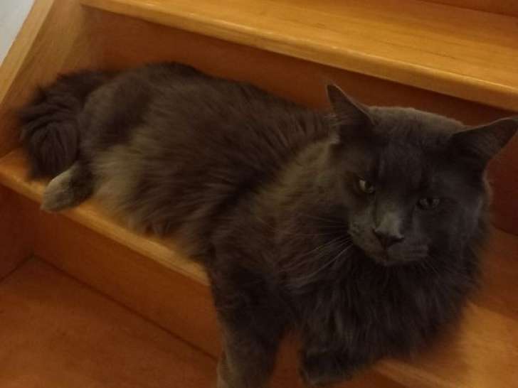 Un chat Maine Coon bleu de 3 ans à vendre (LOOF)