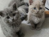 Chaton British Shorthair gris à vendre