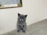 Chaton British Shorthair gris à vendre