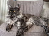 Mâle Maine Coon black smoke disponible pour saillie