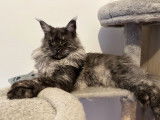 Mâle Maine Coon black smoke disponible pour saillie