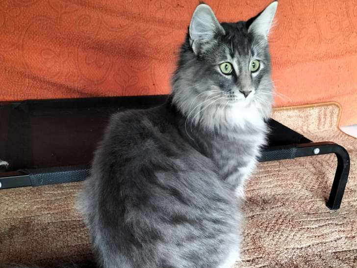 Magnifiques chatons Norvégien LOOF à vendre