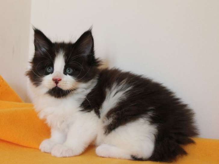 À vendre : 2 chatons Maine Coons LOOF