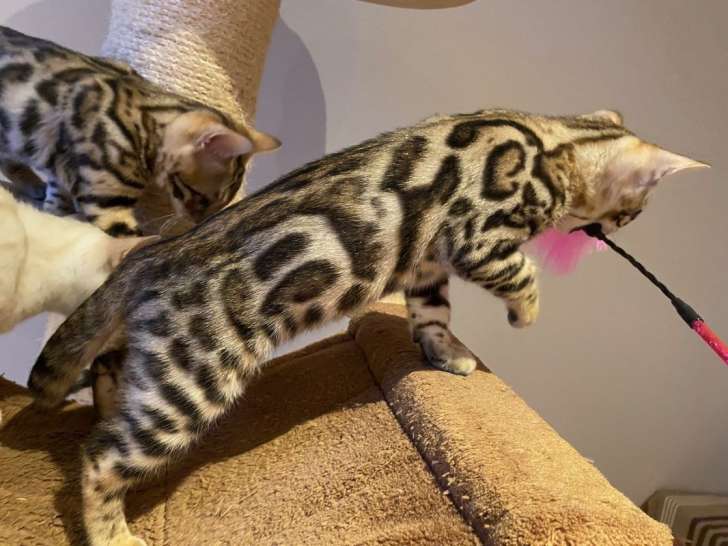3 chatons Bengals LOOF de 3 mois à vendre