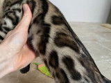 3 chatons Bengals LOOF de 3 mois à vendre