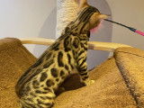 3 chatons Bengals LOOF de 3 mois à vendre