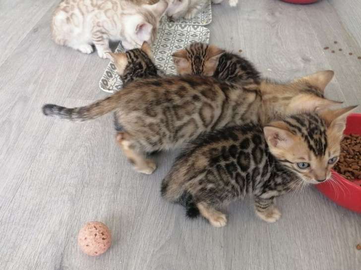 5 chatons Bengals LOOF, de février 2024, à réserver