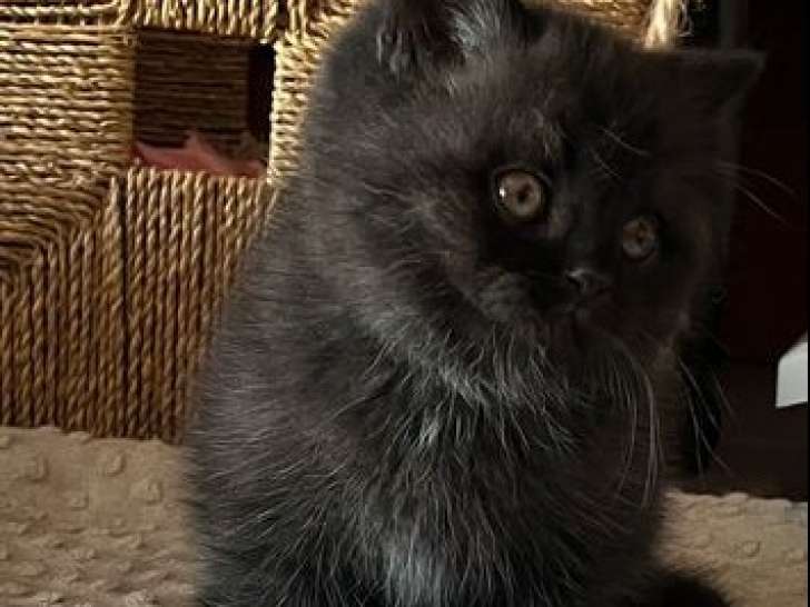 À vendre : 2 chatons British Shorthair mâles noirs LOOF