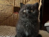 À vendre : 2 chatons British Shorthair mâles noirs LOOF