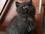 À vendre : 2 chatons British Shorthair mâles noirs LOOF