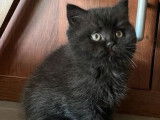 À vendre : 2 chatons British Shorthair mâles noirs LOOF