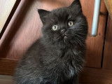 À vendre : 2 chatons British Shorthair mâles noirs LOOF