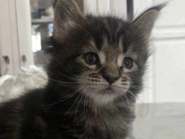 2 chatons Maine Coon femelles à réserver (LOOF)