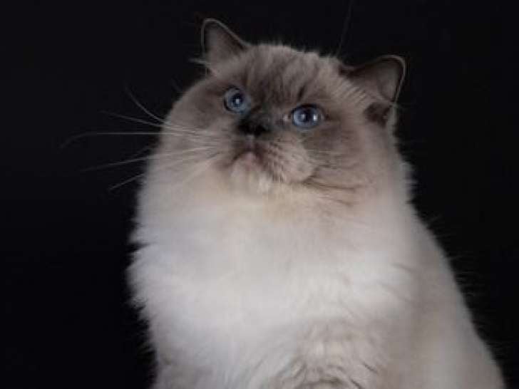 Un chat Ragdoll LOOF bleu point âgé de 2 ans à vendre