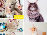 À réserver : 5 chatons Maine Coons LOOF, de mars 2024