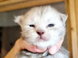 6 chatons Maine Coons LOOF, nés en février 2024, à réserver