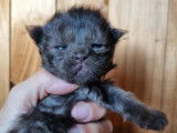 6 chatons Maine Coons LOOF, nés en février 2024, à réserver