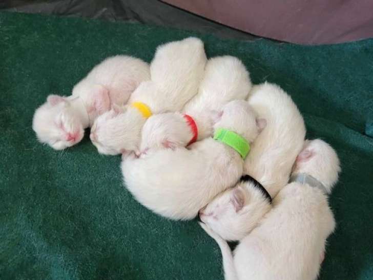 4 chatons Ragdolls nés en avril 2024 à réserver (LOOF)