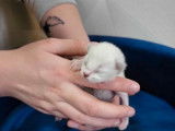 4 chatons Ragdolls nés en avril 2024 à réserver (LOOF)