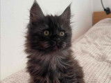 À réserver : 5 chatons Maine Coons LOOF