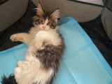 Chatons Maine Coon m&acirc;les &agrave; vendre
