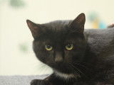 À adopter : chat noir avec marque blanche de 2 ans