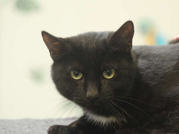 À adopter : chat noir avec marque blanche de 2 ans