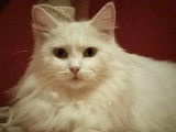 Chatte blanche de 5 ans en attente d'adoption