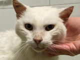 À adopter : chat de 16 ans