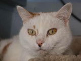 En attente d'une famille : chatte rousse et blanche