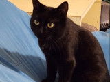 À accueillir : chatte noire