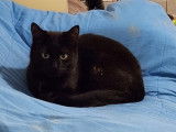 À accueillir : chatte noire