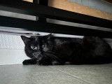 Adoption disponible : chatte noire