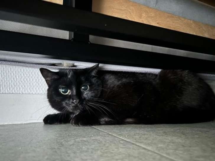 Adoption disponible : chatte noire