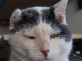 Chat âgé de 10 ans prêt pour l'adoption