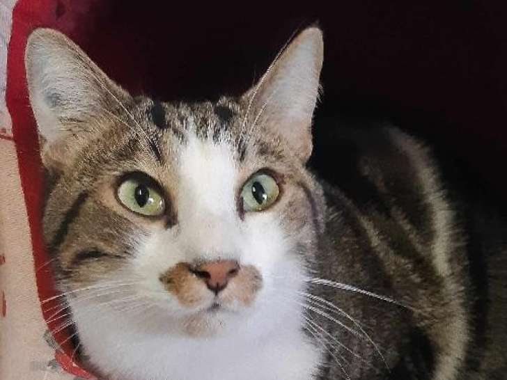 Disponible à l'adoption, chat âgé de 2 ans