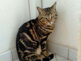 À accueillir dans un foyer, chat tigré
