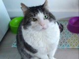 À adopter : chat tigré