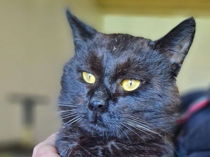 En attente d'une famille : chat de 2 ans