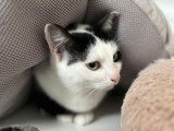 À la recherche d'une famille : chatte noire et blanche